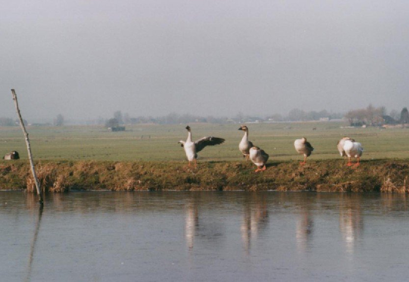 2003030919 noordaa ganzen